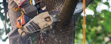 Best Tree Risk Assessment  in Bakersfield Country Clu, CA