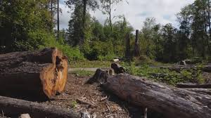 How Our Tree Care Process Works  in  Bakersfield Country Clu, CA