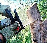 Best Root Management and Removal  in Bakersfield Country Clu, CA