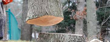 Best Fruit Tree Pruning  in Bakersfield Country Clu, CA