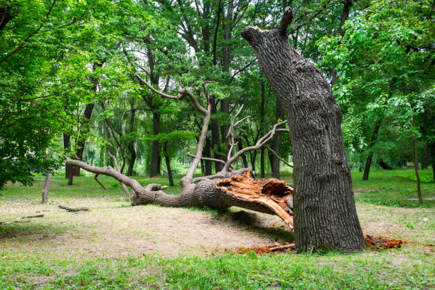 Trusted Bakersfield Country Clu, CA Tree Care Experts