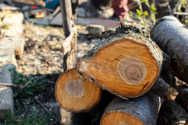 Best Stump Grinding and Removal  in Bakersfield Country Clu, CA