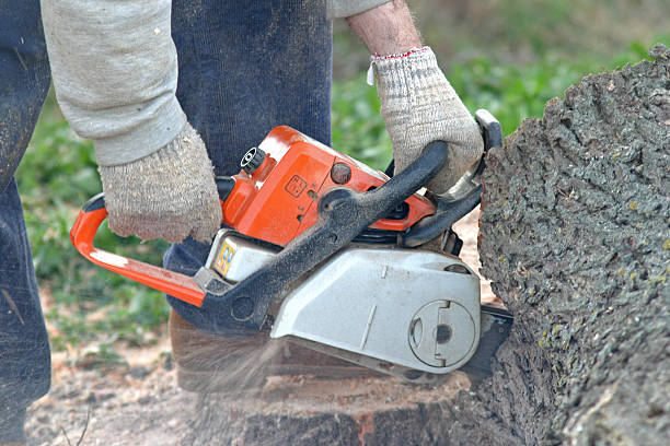 Best Tree Maintenance Programs  in Bakersfield Country Clu, CA