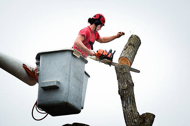 Best Leaf Removal  in Bakersfield Country Clu, CA