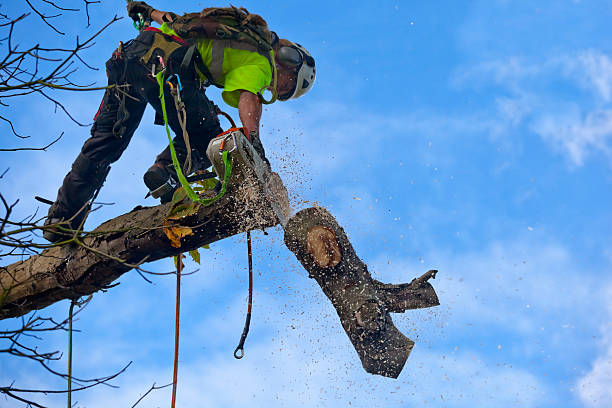 Best Tree Preservation Services  in Bakersfield Country Clu, CA