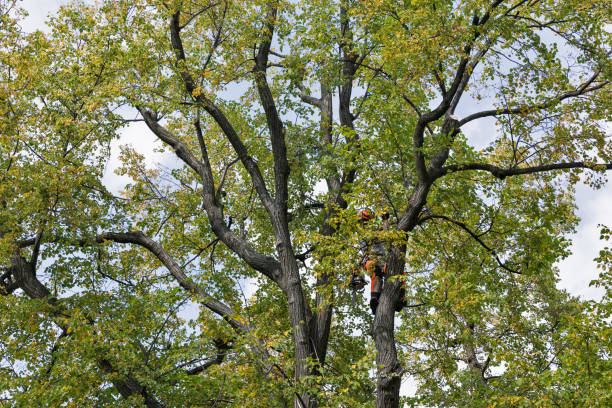 Best Tree and Shrub Care  in Bakersfield Country Clu, CA
